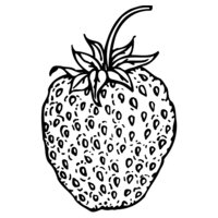 FRUIT009