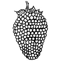 Fruit